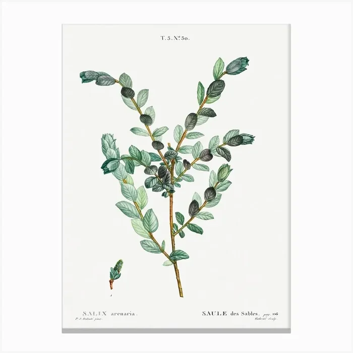 Creeping Willow, Pierre Joseph Redoute Canvas Print by Fy! Classic Art Prints and Posters