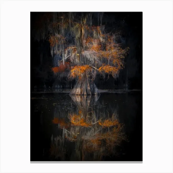 Cypress Reflection Canvas Print by 1x