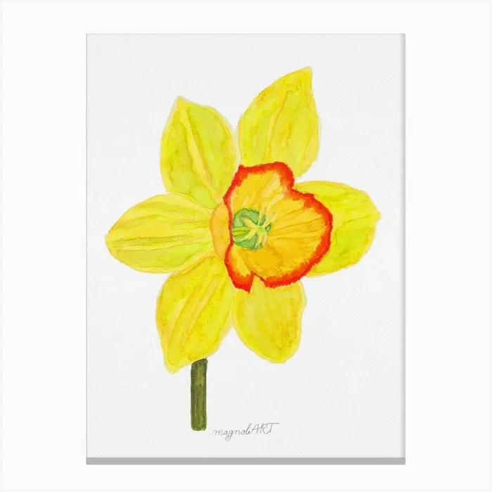 Daffodil 12 Canvas Print by Botanical Kata