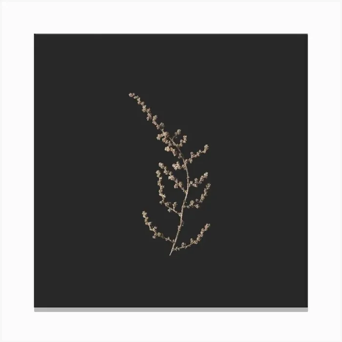Delicate Golden Botanicals On Black Square Canvas Print by Sonje Mouton