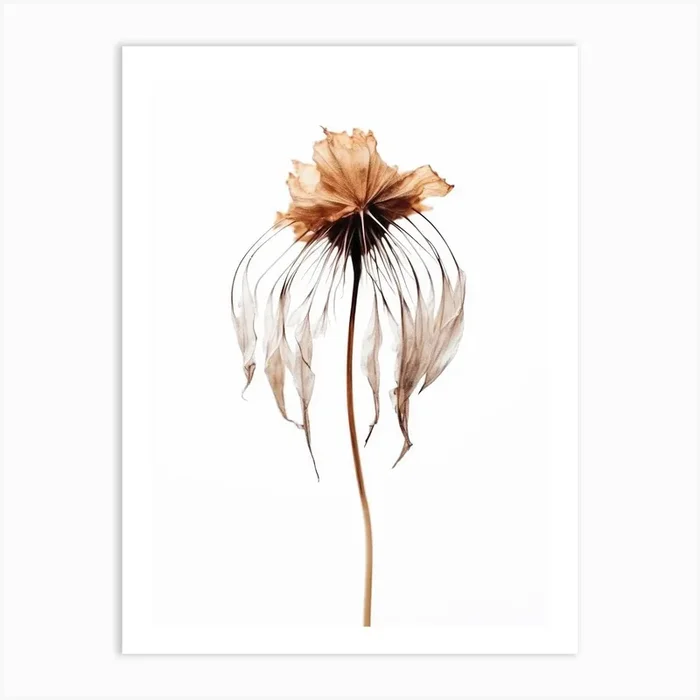 Dry Jelly Fish Flower Art Print by Treechild