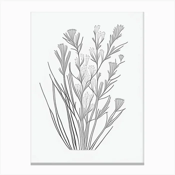 Ephedra Herb William Morris Inspired Line Drawing 3 Canvas PrintHH by Herbaceous Hues
