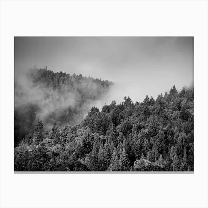 Foggy Pines Canvas Print by Crystal Lynn Collins