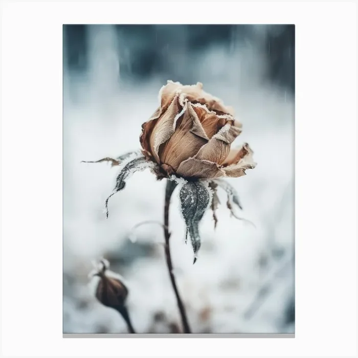 Frozen Rose Canvas Print by Treechild