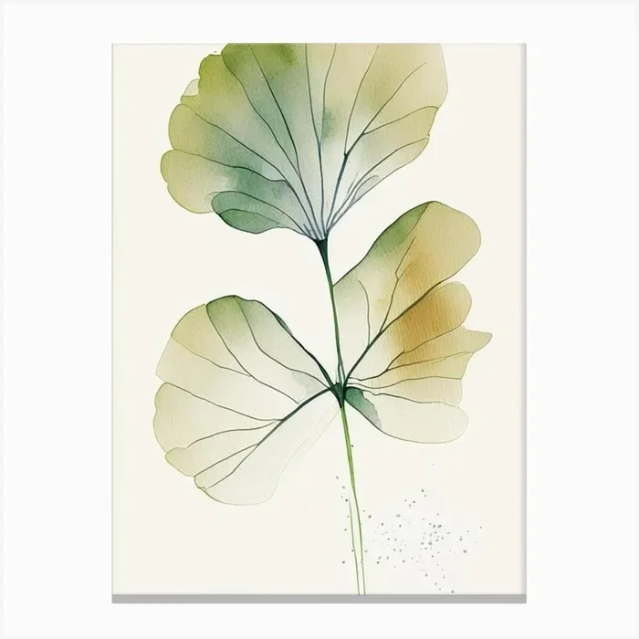 Ginkgo Herb Minimalist Watercolour 2 Canvas PrintHH by Herbaceous Hues