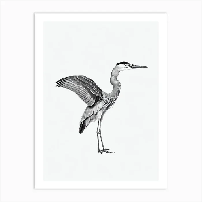 Great Blue Heron B&W Pencil Drawing 1 Bird Art Print by Featherline