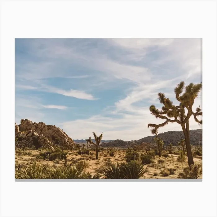 Joshua Tree National Park Xxvi Canvas Print by Bethany Young