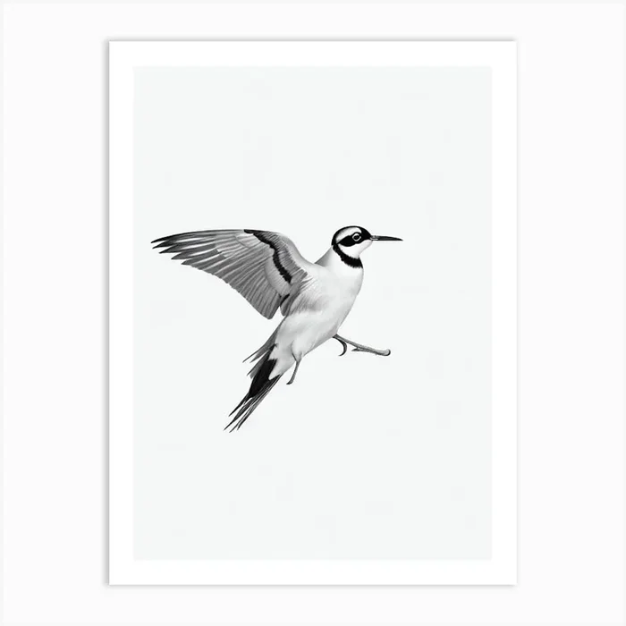 Lapwing B&W Pencil Drawing 2 Bird Art Print by Featherline