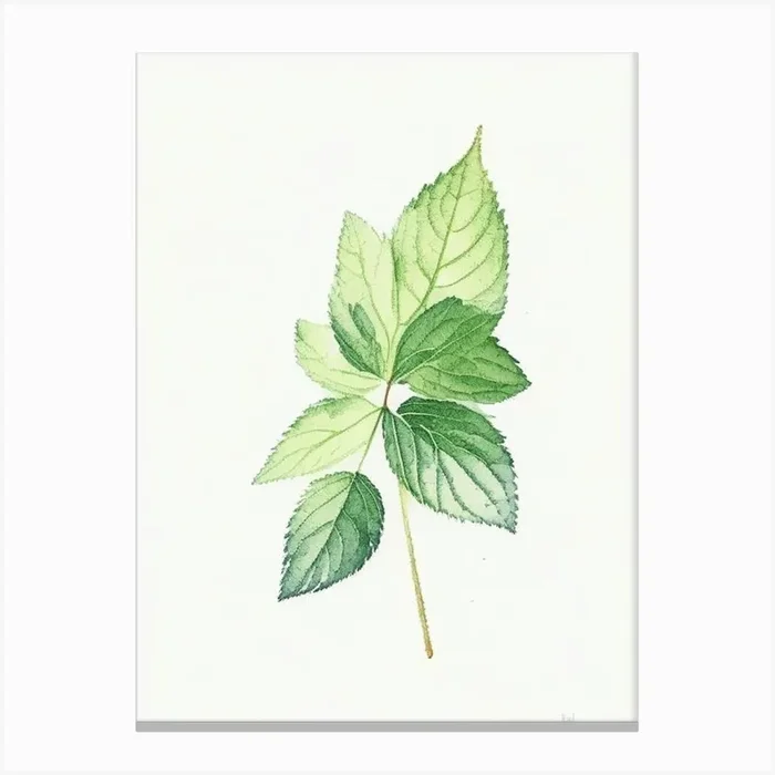 Lemon Balm Leaf Minimalist Watercolour Canvas PrintL& by Leaf & Stem Studio