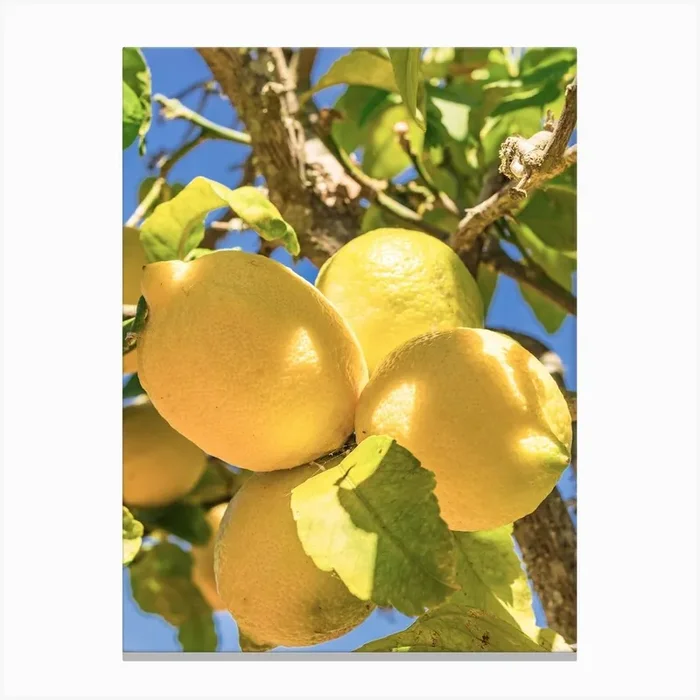 Lemon fruits hanging on tree branch with sunny blue sky background Canvas Print by imagine
