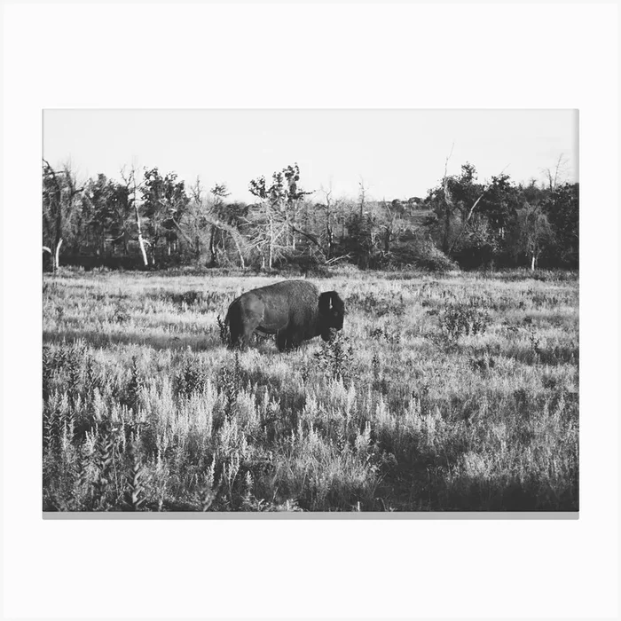 Lone Buffalo Canvas Print by Bethany Young