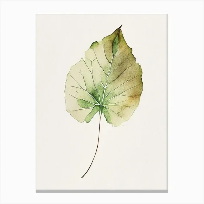 Malva Leaf Minimalist Watercolour Canvas PrintL& by Leaf & Stem Studio