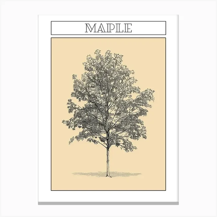 Maple Tree Minimalistic Drawing 1 Poster Canvas Print by Bough And Bloom Artistry