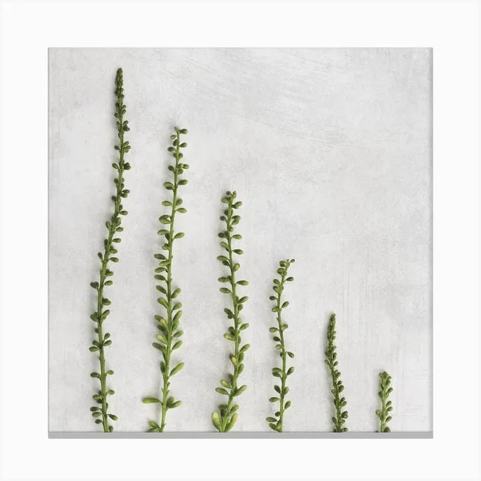 Minimal Green Botanic Square Canvas Print by Sonje Mouton