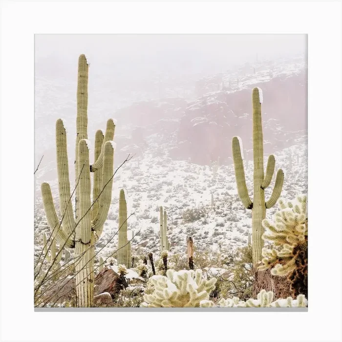 Misty Winter Desert Canvas PrintGS by Golden Saguaro