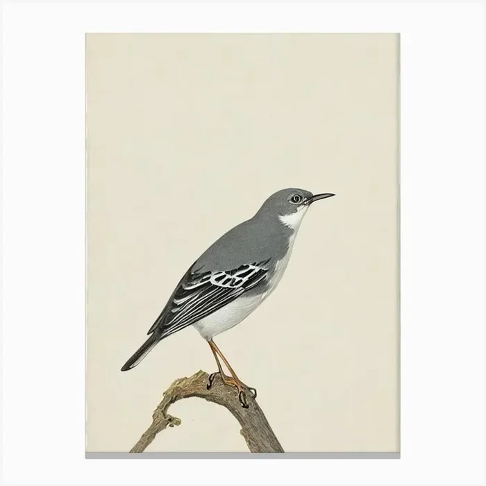 Mockingbird Illustration Bird Canvas Print by Featherline