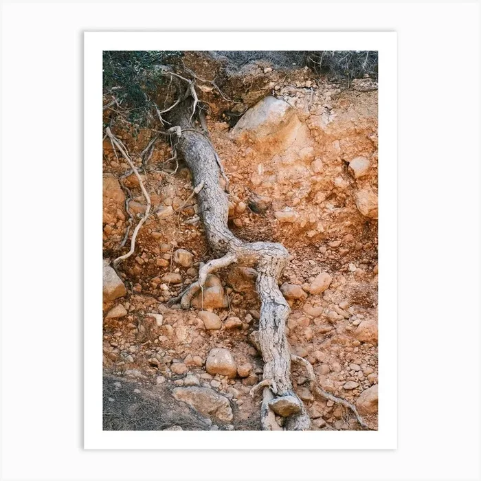 Old Tree Root // Ibiza Nature Photography Art Print by Diana Van Neck Travel photography