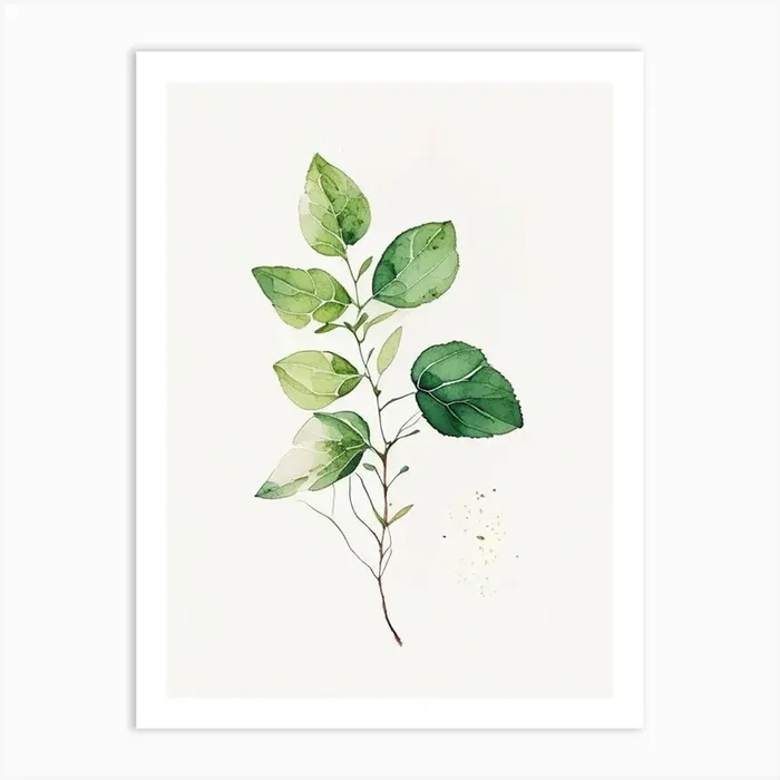Oregano Leaf Minimalist Watercolour 2 Art PrintL& by Leaf & Stem Studio