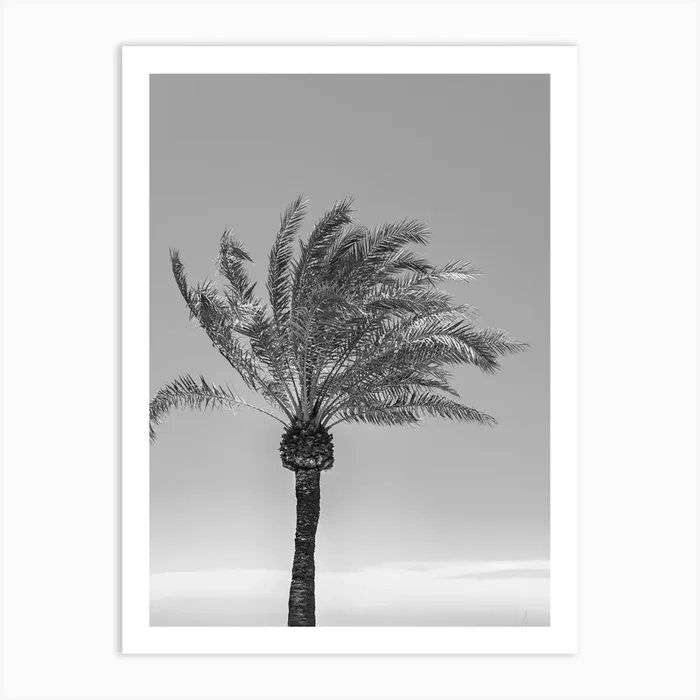 Palm Tree Black and White Art Print by imagine