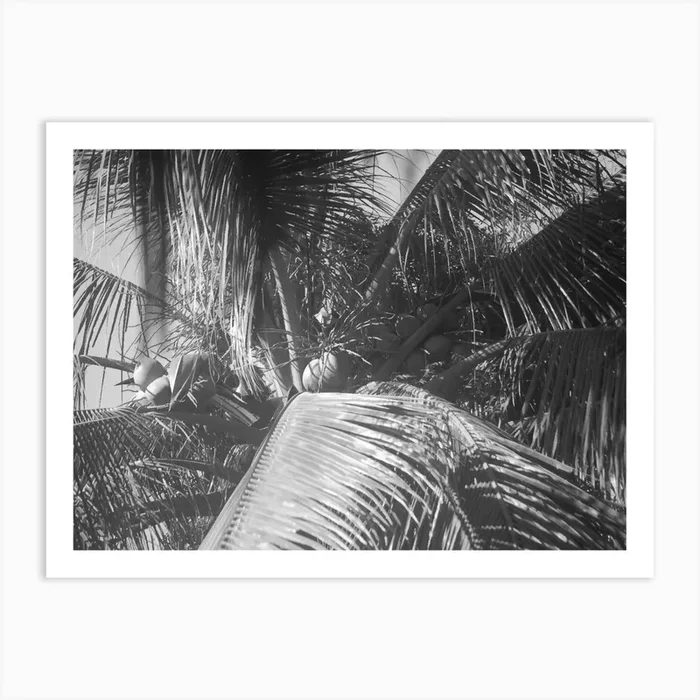Palm Tree in Black & White Art Print by Kt10Designs