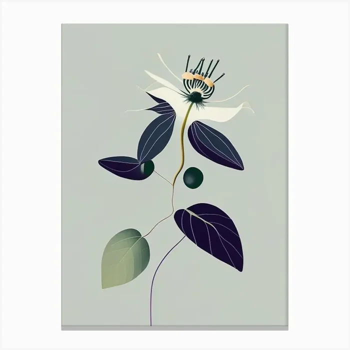 Passion Flower Herb Simplicity Canvas PrintHH by Herbaceous Hues