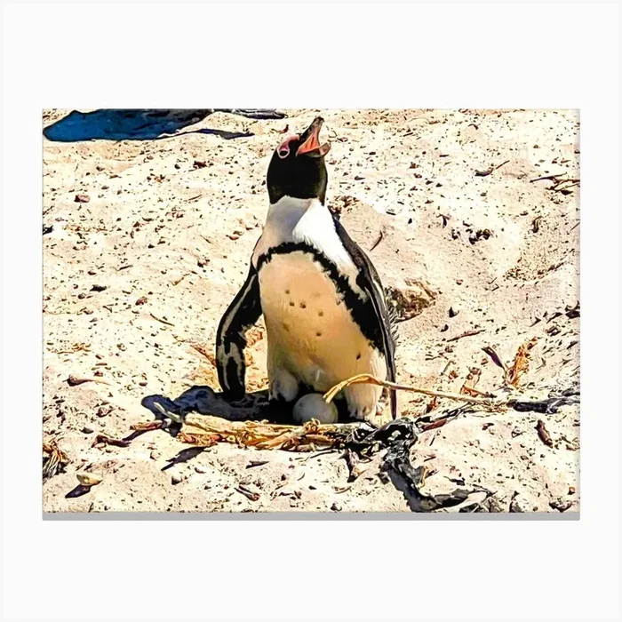Penguins In Cape Town (Africa Series) Canvas Print by Artscapes by Silver