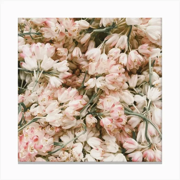 Pile Of Tulips Square Canvas Print by Boheme At Home