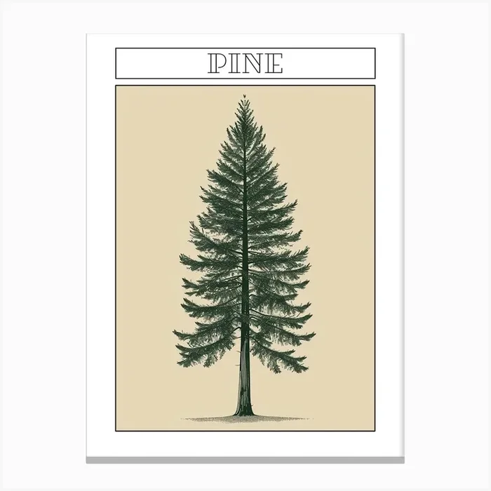Pine Tree Minimalistic Drawing 4 Poster Canvas Print by Bough And Bloom Artistry