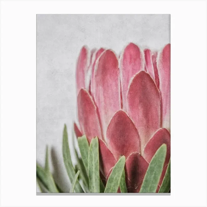 Pink Protea Detail Canvas Print by Sonje Mouton