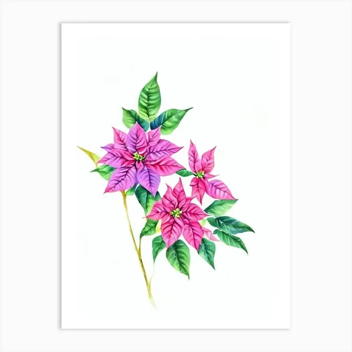 Poinsettia Watercolour Flower Art Print by The Artsy Florist