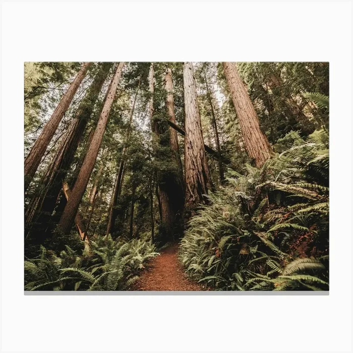Redwood Forest Path – National Park Photography Canvas PrintN by NatureMagick