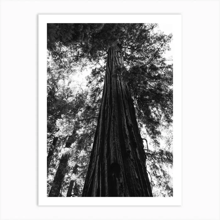Redwood Forest XVI Art Print by Bethany Young