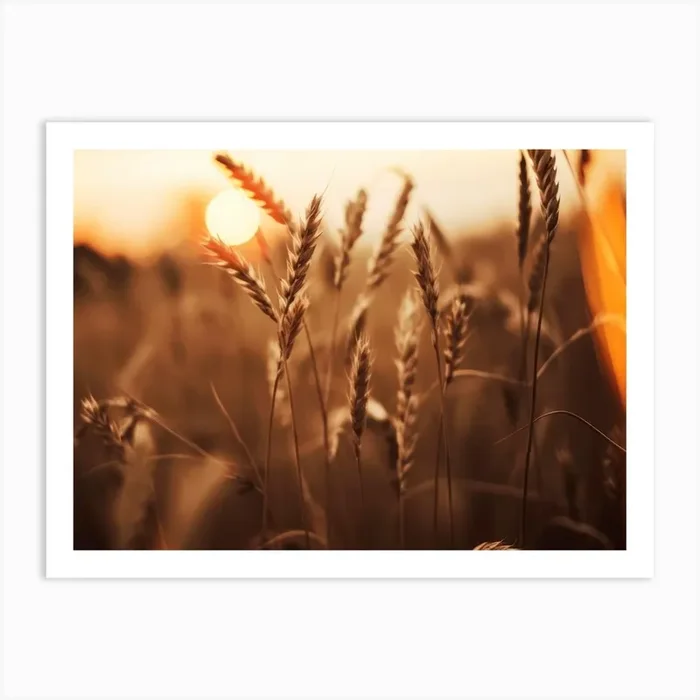 Rye At Sunset Art Print by Treechild