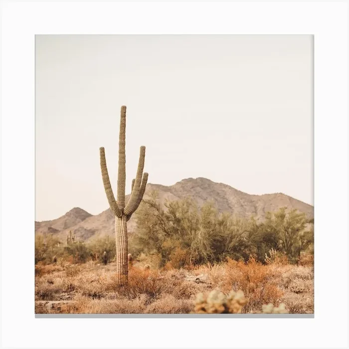 Saguaro Cactus Sunset Square Canvas Print by Boheme At Home