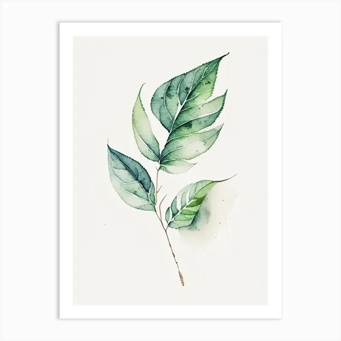 Salvia Leaf Minimalist Watercolour 2 Art PrintL& by Leaf & Stem Studio