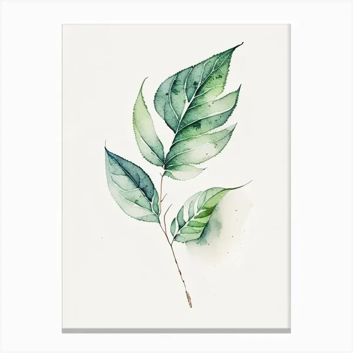 Salvia Leaf Minimalist Watercolour 2 Canvas PrintL& by Leaf & Stem Studio