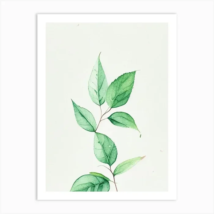 Spearmint Leaf Minimalist Watercolour 2 Art PrintL& by Leaf & Stem Studio