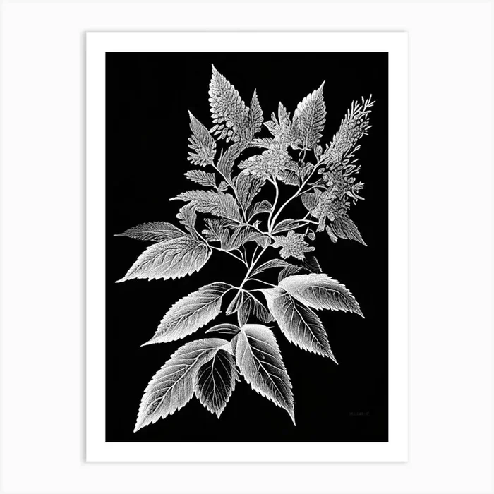 Spirea Leaf Linocut 3 Art PrintL& by Leaf & Stem Studio