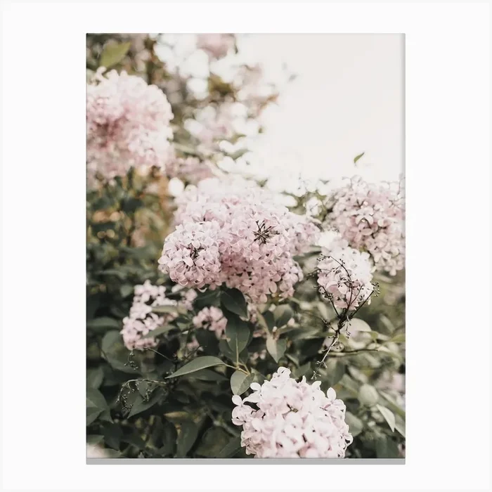 Spring Hydrangea Canvas Print by Boho Styler Studio