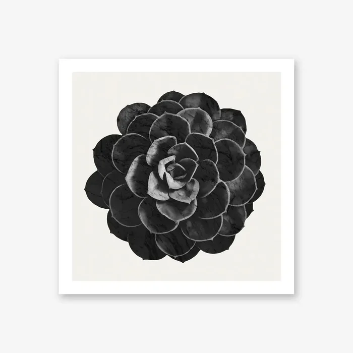 Succulent Black Marble Art Print by Amini54