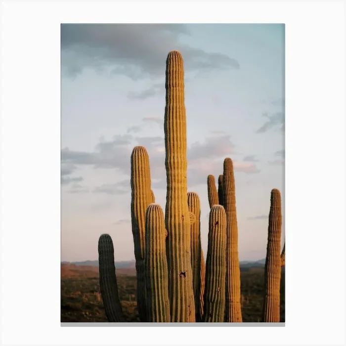 Sunset Behind Cactus Canvas Print by Boheme At Home