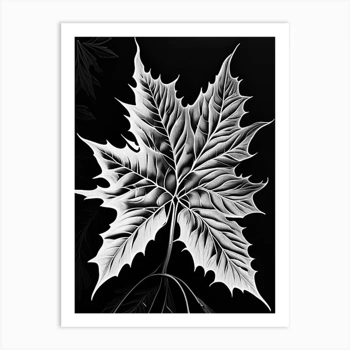 Sweet Gum Leaf Linocut 2 Art PrintL& by Leaf & Stem Studio