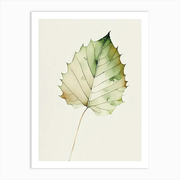 Sycamore Leaf Minimalist Watercolour 1 Art PrintL& by Leaf & Stem Studio
