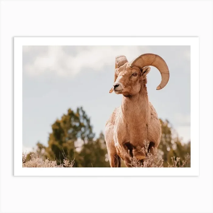 Texas Wildlife Art Print by Boheme At Home