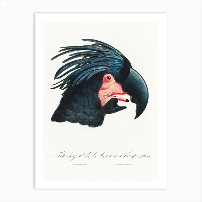 The Great Black Cockatoo, (Probosciger Aterrimus) From Natural History Of Parrots, Francois Levaillant Art Print by Fy! Classic Art Prints and Posters