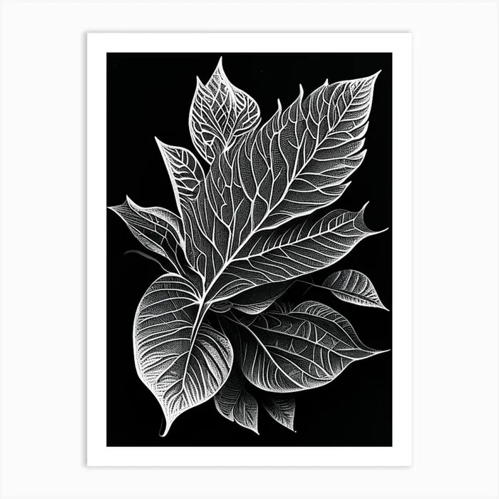 Tulsi Leaf Linocut 2 Art PrintL& by Leaf & Stem Studio