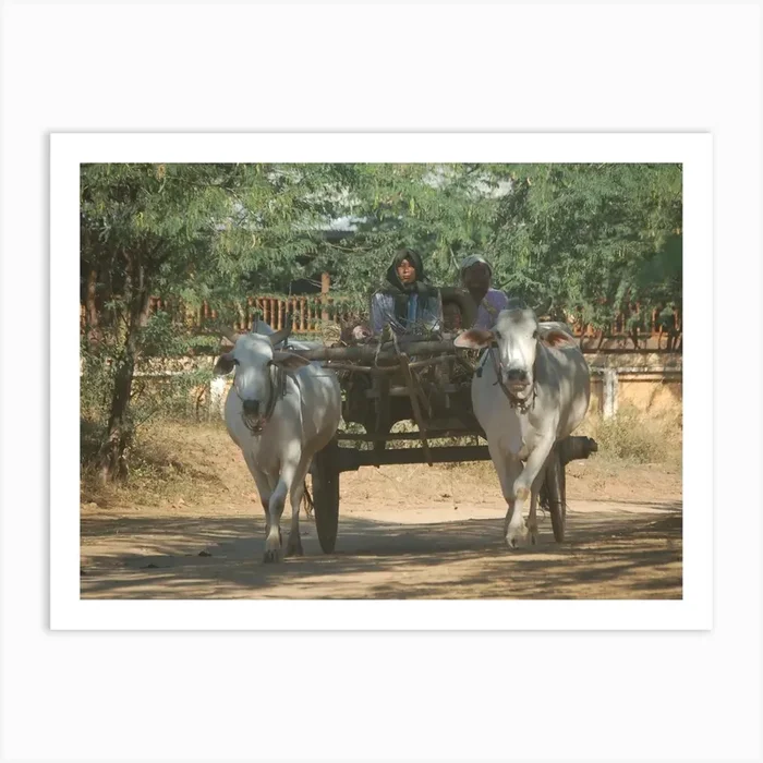 Two Oxen Pulling A Cart, Myanmar Art Print by Kt10Designs