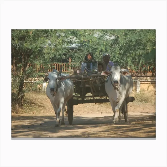Two Oxen Pulling A Cart, Myanmar Canvas Print by Kt10Designs