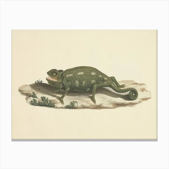 Unidentified Chameleon, Luigi Balugani Canvas Print by Fy! Classic Art Prints and Posters
