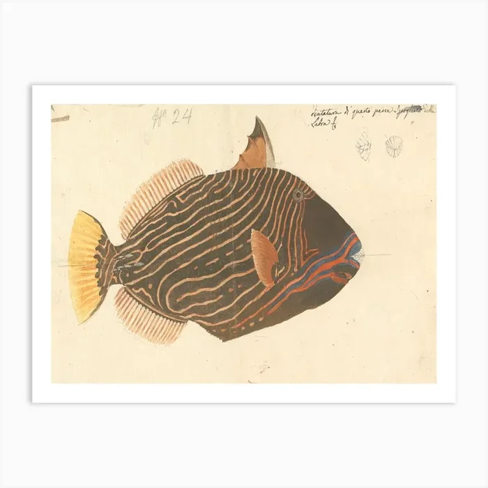 Unidentified Fish, Luigi Balugani 5 Art Print by Fy! Classic Art Prints and Posters